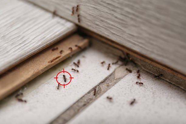 Best Insect Control  in West Point, VA