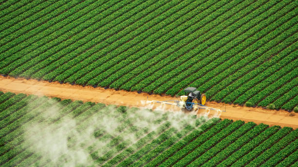 Best Pest Removal Services  in West Point, VA
