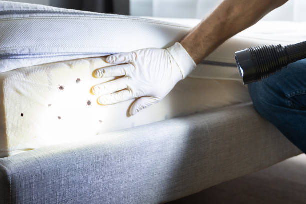 Best Termite Control Services  in West Point, VA