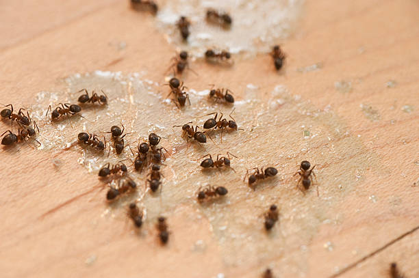 Best Ant Control Services  in West Point, VA