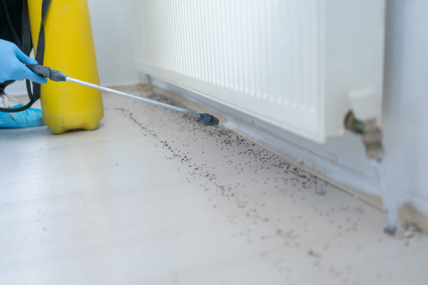 Best Affordable Pest Control Services  in West Point, VA